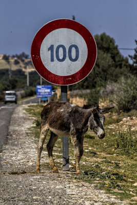 Donkey parked