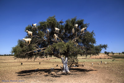 Goats tree