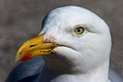 Cornwall seagull