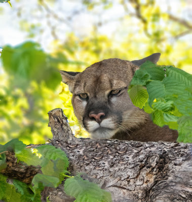 Cougar