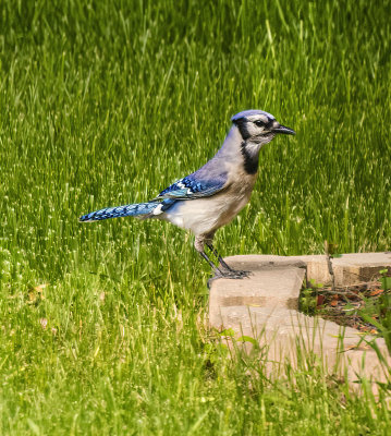 Blue Jay