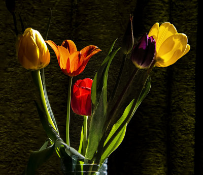 Tulips in Morning Light