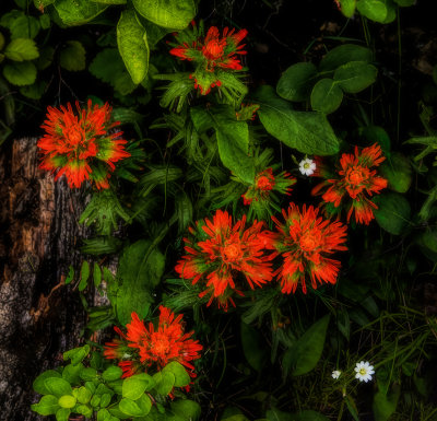 Wildflowers