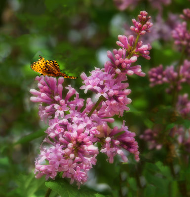 Lilacs