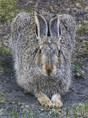 Bunny Watching Me...