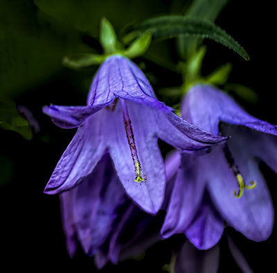 Bluebells  [Campanula]