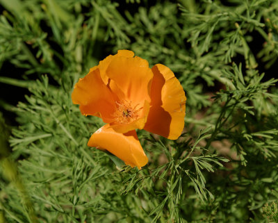 Orange over the fence