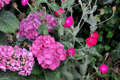 Hydrangea and Rose Campion(Silene/Lychnis coronaria)