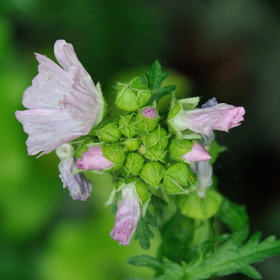 Unidentified