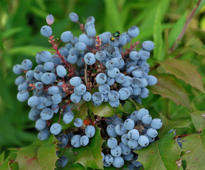 Mahonia fruits