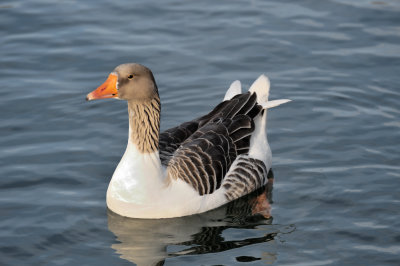 At the Roomakker pond.