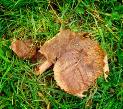 Trace of Autumn.