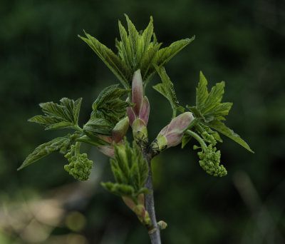 Unfolding.