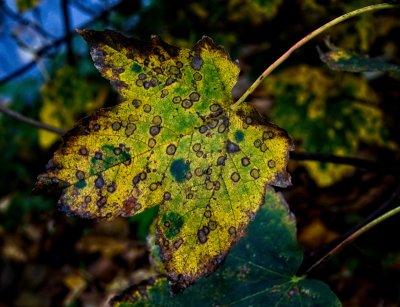 The autumn leaves     