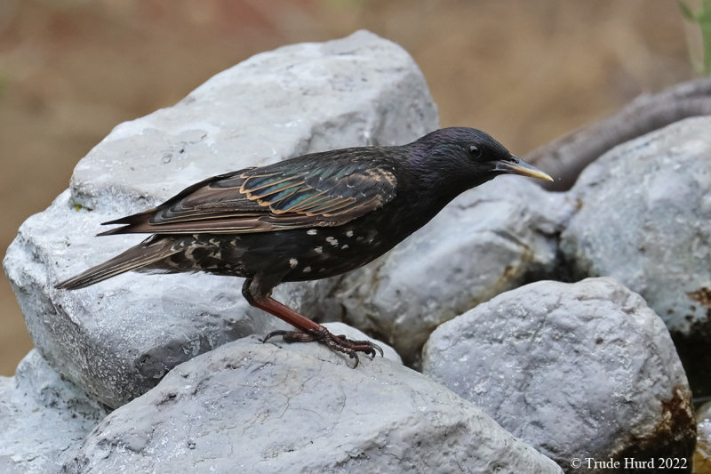 European Starling