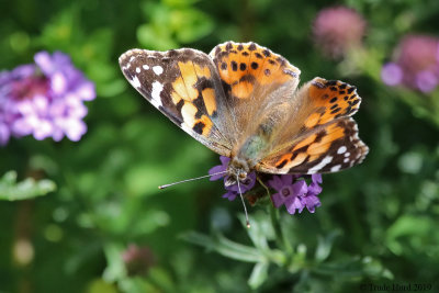 painted lady on lilac verbena
