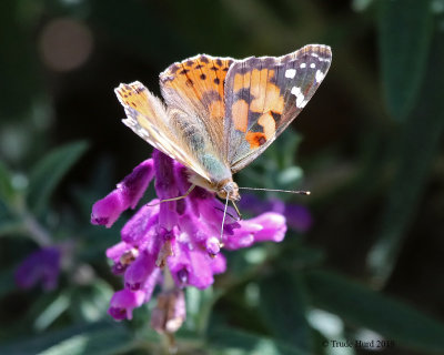 painted lady on Mexican bush sage 