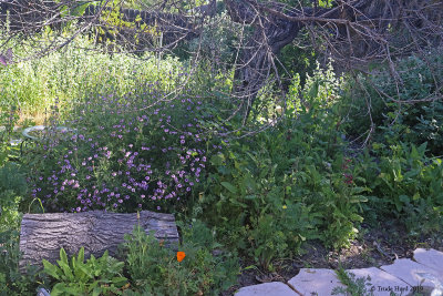 lilac verbena (L), hummingbird sage (R), hedge nettle (back)
