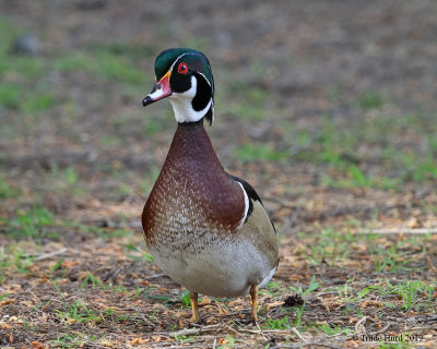Wood Duck male