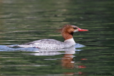 Common Merganser female