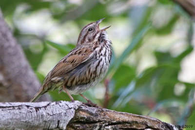 Song Sparrow singing