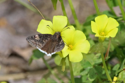 Funereal Duskywing on Oxalis 