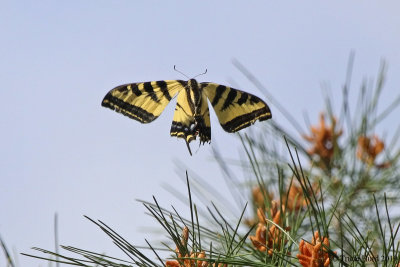 Western Tiger Swallowtail in flight
