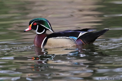 Wood Duck male