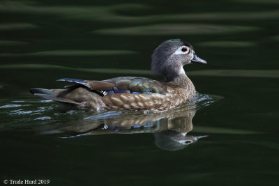 Wood Duck female