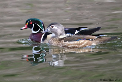 Wood Duck pair