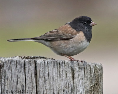 Dark-eyed Junco