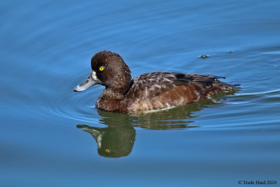 Lesser Scaup reflection