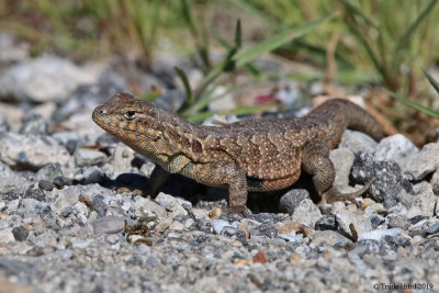 Side-blotched Lizard (black spot behind forearms)