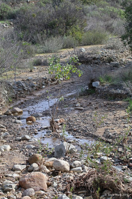 Water in the stream