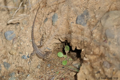 Side-blotched lizard 