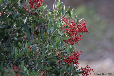 Toyon  