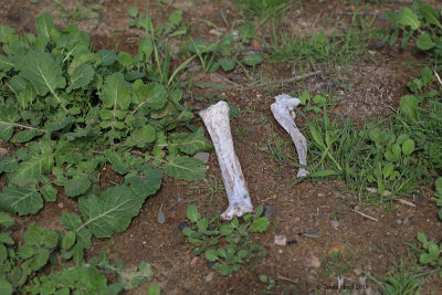 Bones (foreleg from mammal)