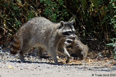 I will carry you (raccoon)