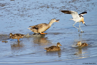 I will fight for you (mallard and avocet)