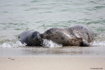 I will kiss you, even if you don't want me to (harbor seal)