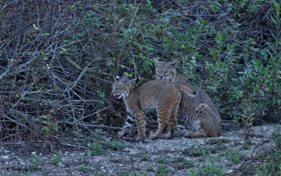 I will scratch just the right spot (bobcat)