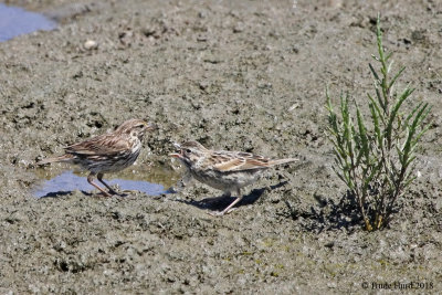 I will feed you some more (belding's savannah sparrow)