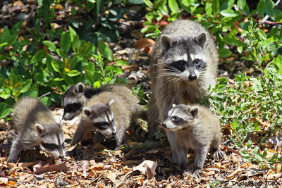 I will love you the best, but don't tell your siblings (raccoon)