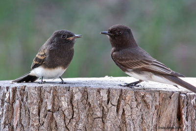 I will be a good role model (black phoebe)