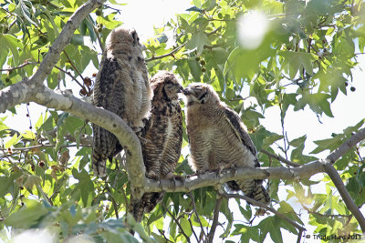 I will listen with compassion (great horned owl)