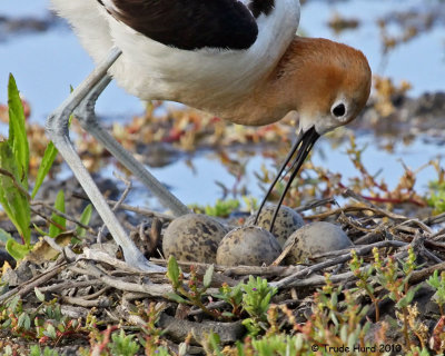 I loved you before you were born (avocet)