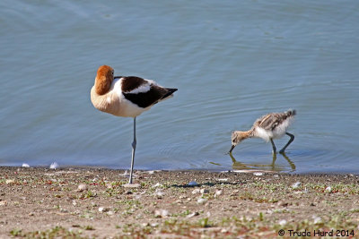 Now let me sleep! (avocet)