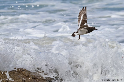 Black Turnstone chased by waves