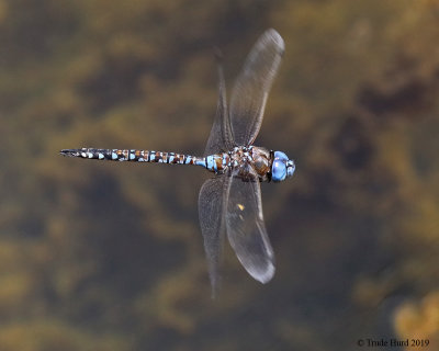 Blue-eyed Darner dragonfly
