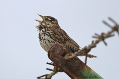 Belding's Savannah Sparrow singing